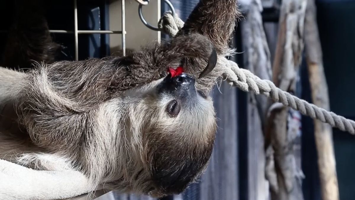 Nenadálý hrdina: lenochod pomalu sbírá peníze na záchranu zoo